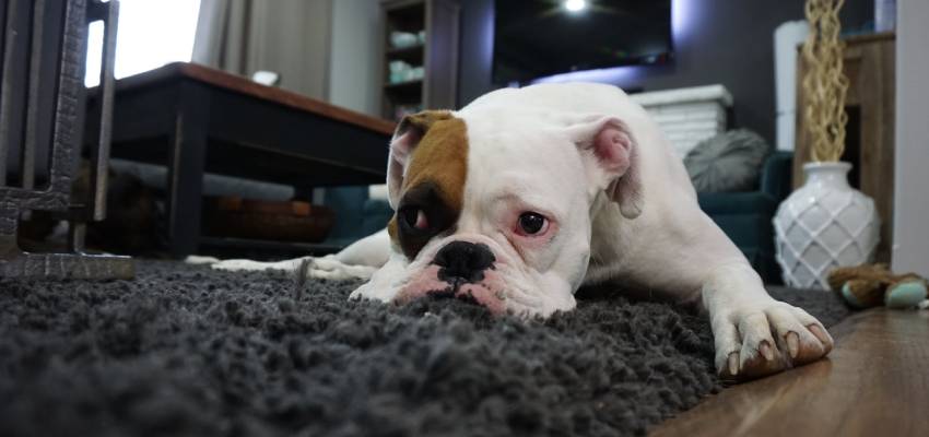 5 Steps Summer Carpet Cleaning Guide